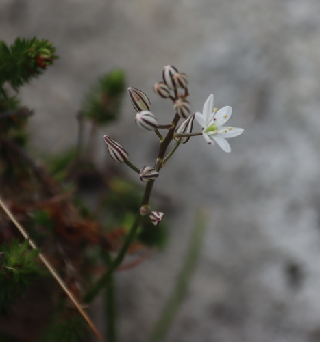 Drimia calcarata