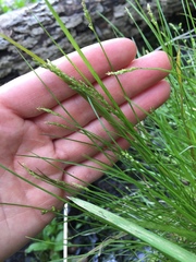 Carex leptalea