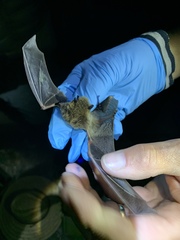 Myotis volans
