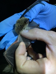 Myotis volans