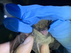 Myotis volans
