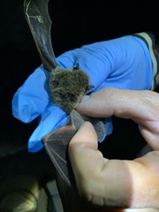 Myotis volans