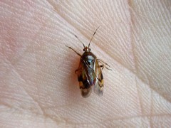 Deraeocoris flavilinea