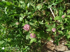 Trifolium pratense