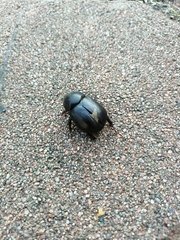 Pentodon bidens punctatus