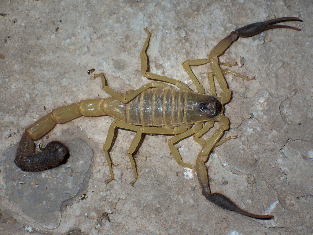 Hottentotta juliae