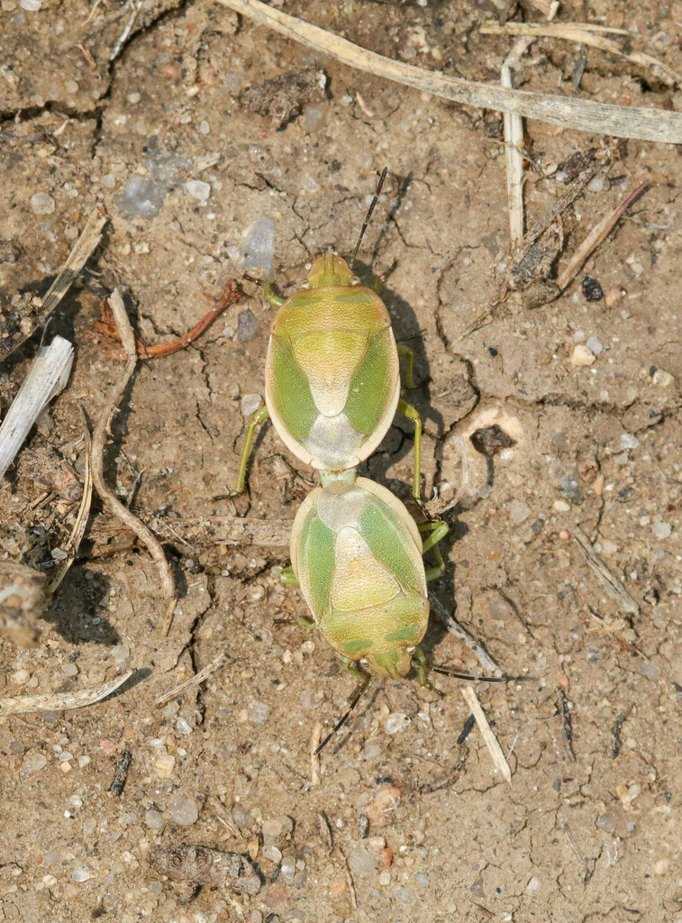Chlorochroa viridicata