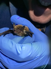Myotis volans