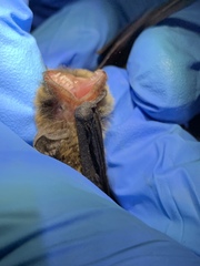 Myotis volans
