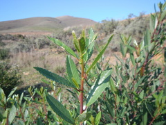 Noltea africana