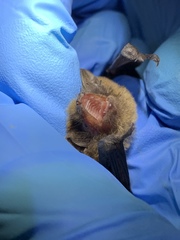 Myotis volans