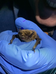 Myotis volans