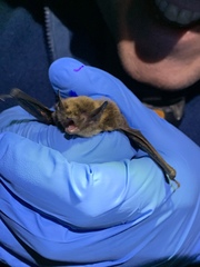 Myotis volans