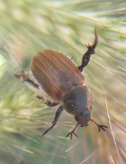 Chaetopteroplia segetum