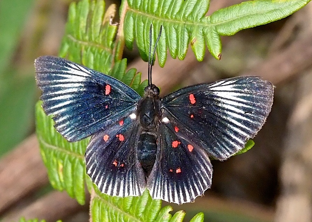 Lyropteryx terpsichore