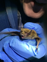Myotis volans