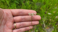 Harperella nodosa