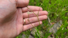 Kevin Speray, CC BY, iNaturalist via GBIF Harperella nodosa, photograph Kevin Speray, CC BY, iNaturalist via GBIF