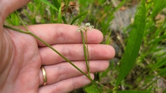 Kevin Speray, CC BY, iNaturalist via GBIF Harperella nodosa, photograph Kevin Speray, CC BY, iNaturalist via GBIF