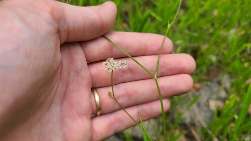 Harperella nodosa, photograph 3