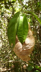 Angiopolybia