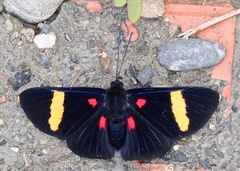 Melanis electron rabuscula