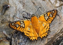 Myscelus amystis