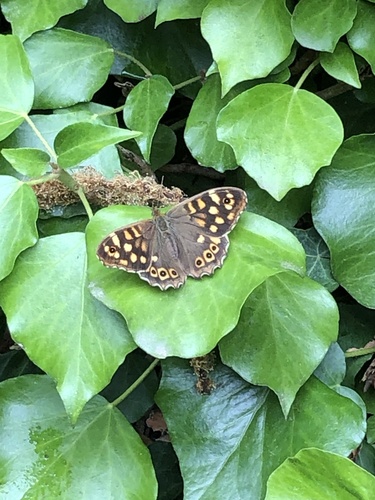 Pararge aegeria