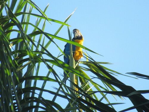 Blue-and-yellow Macaw