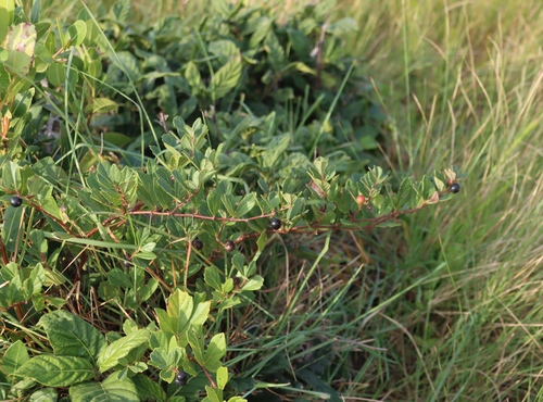 Image of Rhoicissus tridentata by (c) Tony Rebelo, some rights reserved (CC BY-SA)