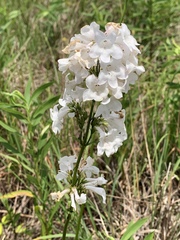 Penstemon tubaeflorus