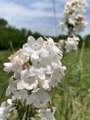 Penstemon tubaeflorus