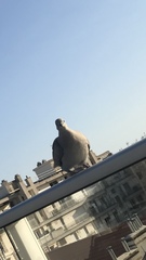 Streptopelia decaocto