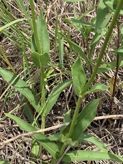 Penstemon tubaeflorus