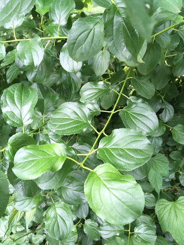 Rhamnus cathartica