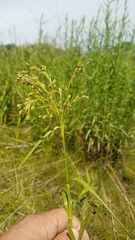 Scirpus pendulus