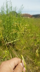 Scirpus pendulus