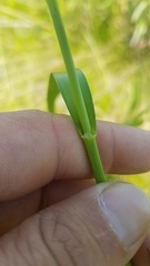 Scirpus pendulus