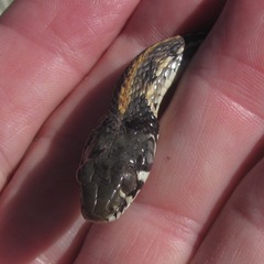 Thamnophis cyrtopsis cyrtopsis