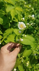 Philadelphus coronarius