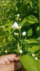 Philadelphus coronarius