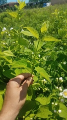 Philadelphus coronarius