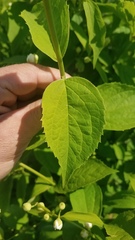 Philadelphus coronarius