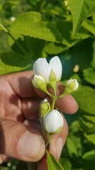 Philadelphus coronarius