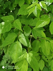 Acer negundo