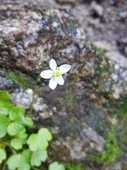 Kumlienia hystricula