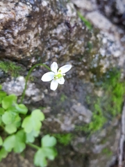 Kumlienia hystricula