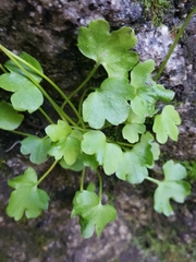 Kumlienia hystricula