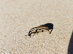 Sphenophorus aequalis