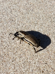 Sphenophorus aequalis